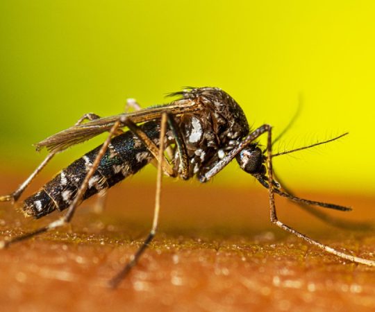 Aedes-albopictus-resting-female-16-9
