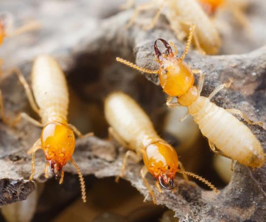 INSECTEK-WEB-SERVICES-TERMITES