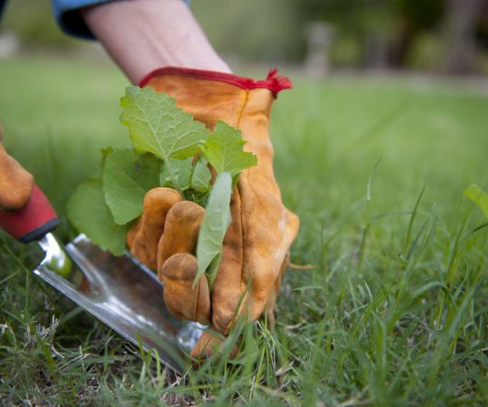 Weeding-Your-Lawn