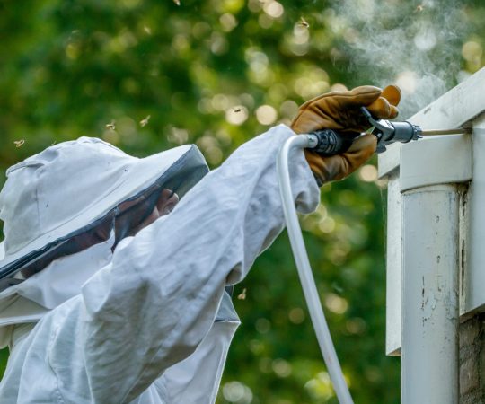 bee-removal